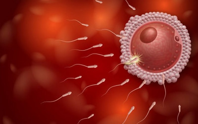 مراحل لقاح از تخمک گذاری تا تشکیل جنین مراحل لقاح از تخمک گذاری تا تشکیل جنین