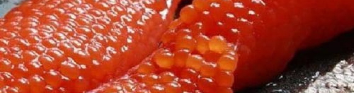 غذا با اشپل ماهی غذا با اشپل ماهی