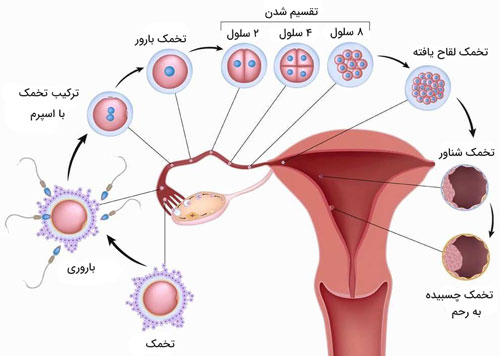 مراحل لقاح