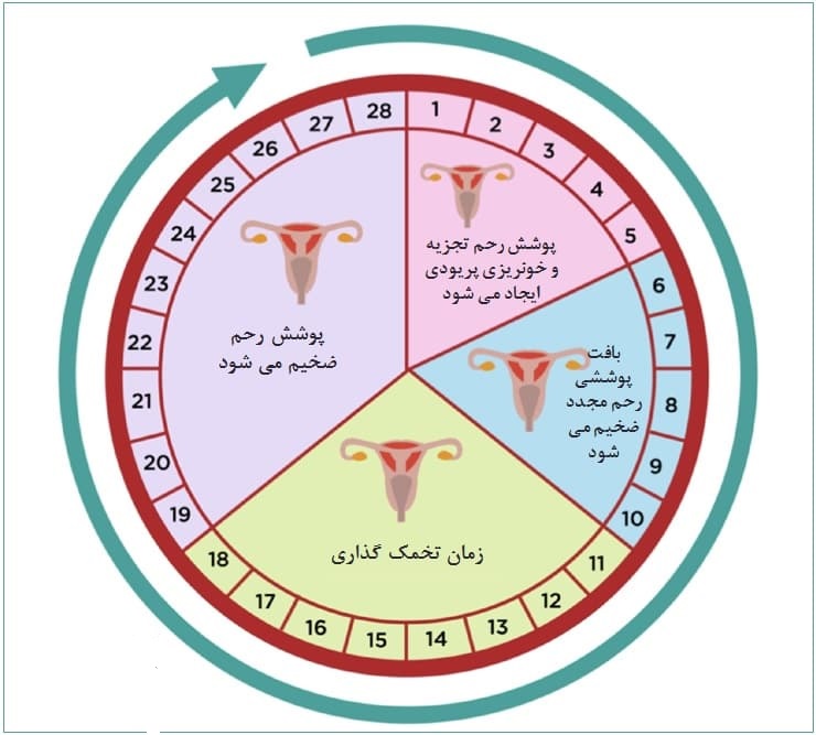 زمان تخمک گذاری بعد از تزریق آمپول HCG