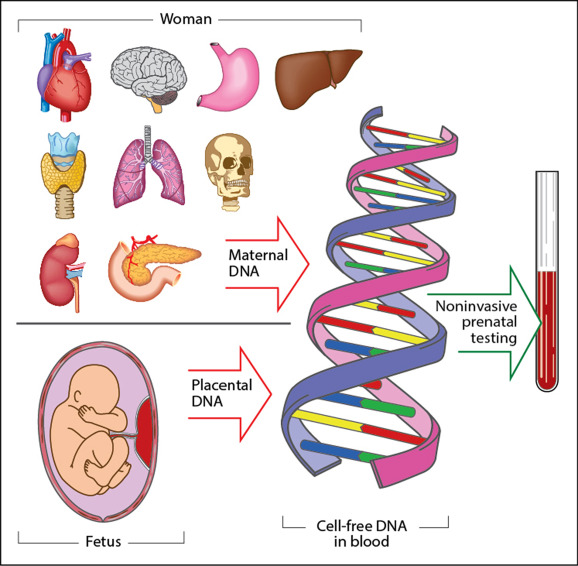 cell free test 