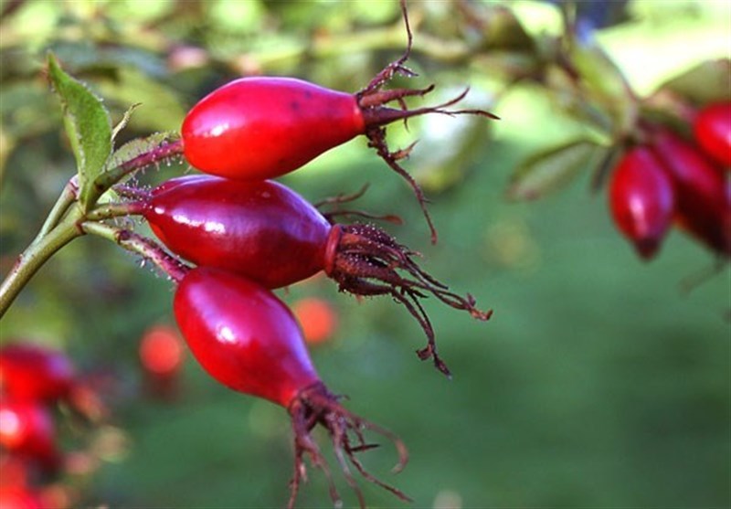 گیلدیک 