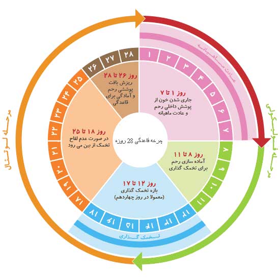 بهترین زمان برای بارداری