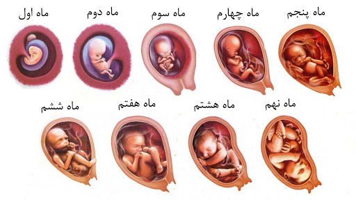 روش های محاسبه سن بارداری